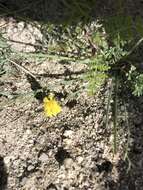 Image of yellow twining snapdragon