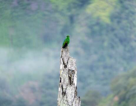 Image of Steely-vented Hummingbird