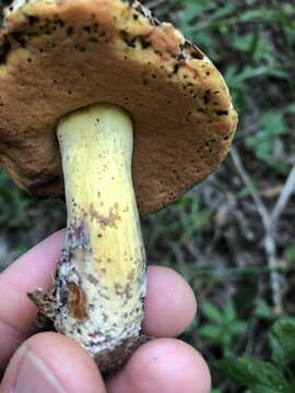 Image of Boletus subluridellus A. H. Sm. & Thiers 1971