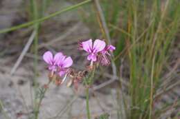 Image of Pelargonium multicaule Jacq.