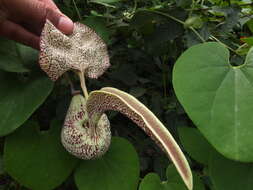 Image of mottled dutchman's pipe