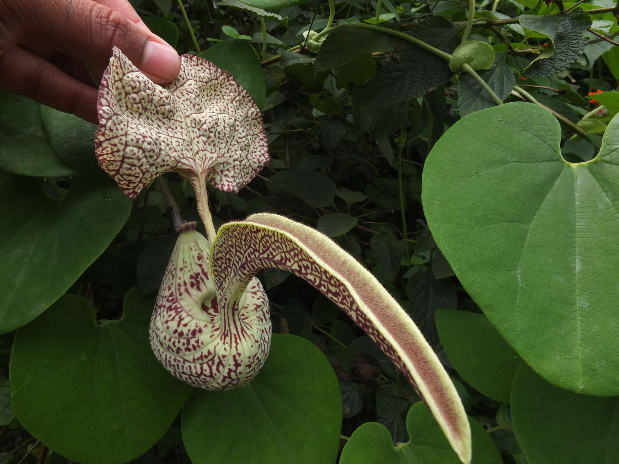 Image of mottled dutchman's pipe