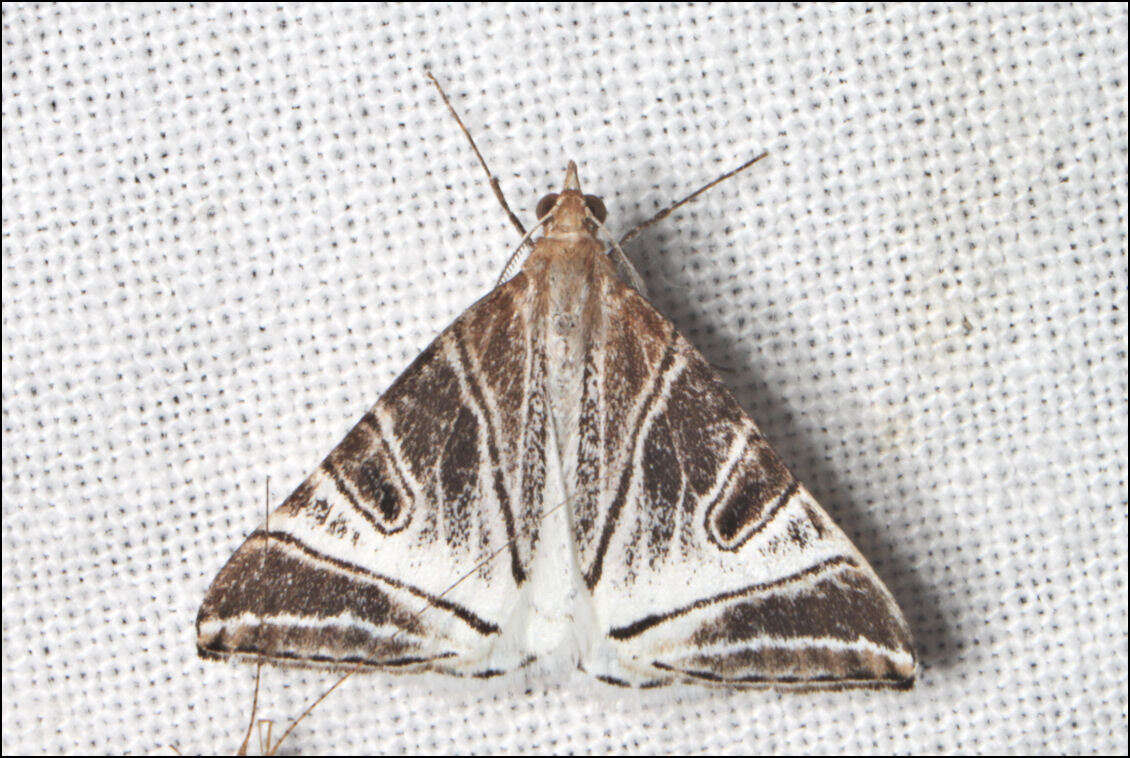 Image of Phrataria replicataria Walker 1866