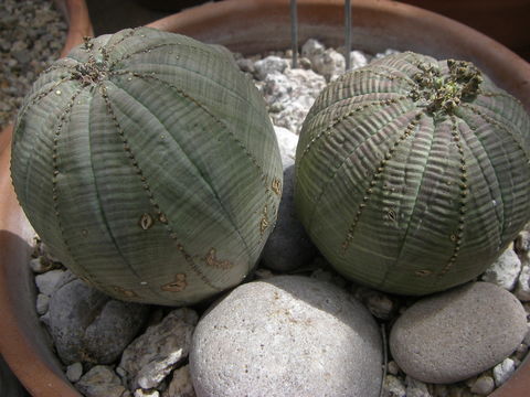Image of <i>Euphorbia obesa</i> Hook. fil.