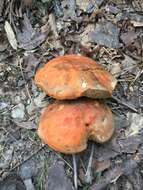 Image of Gyroporus ballouii (Peck) E. Horak 2011