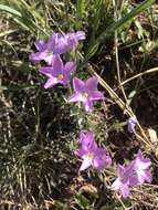 Imagem de Phlox sibirica L.