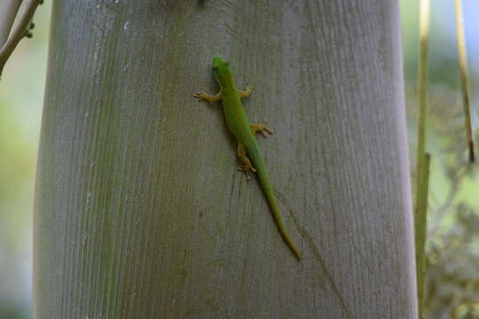 Image of Phelsuma astriata semicarinata Cheke 1982