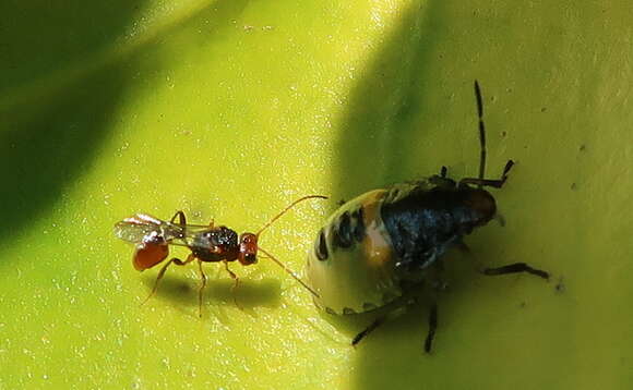 Image of Aridelus rufotestaceus Tobias 1986