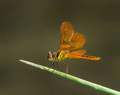 Image of Slough Amberwing