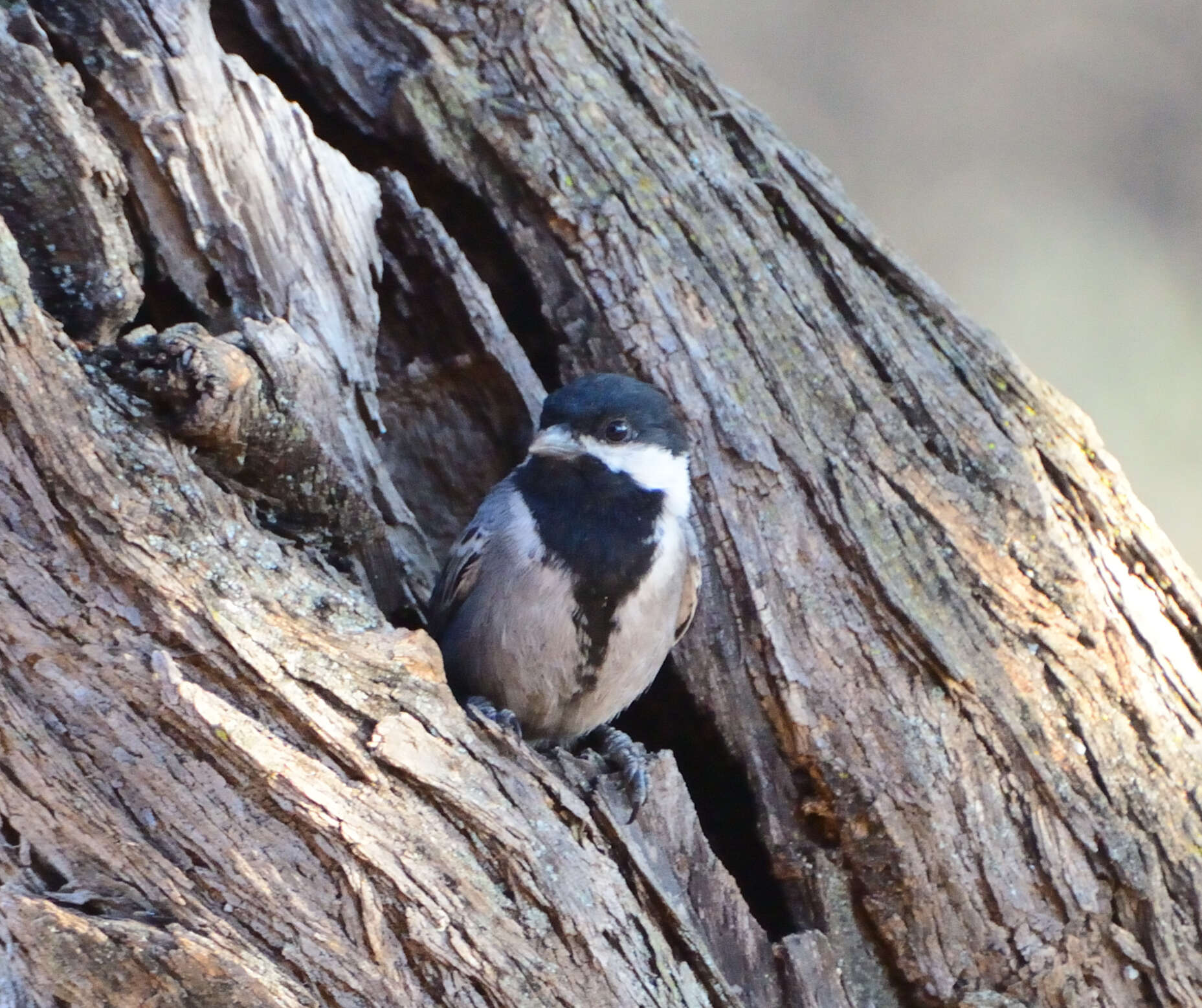 Plancia ëd Melaniparus cinerascens (Vieillot 1818)