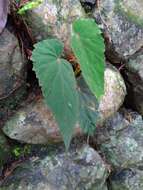 Image of Begonia lukuana Y. C. Liu & C. H. Ou