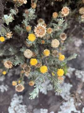 Image of Helichrysum obductum Bolus
