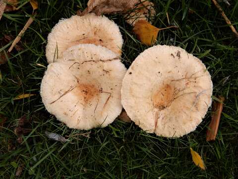 Image of Lactarius pubescens Fr.