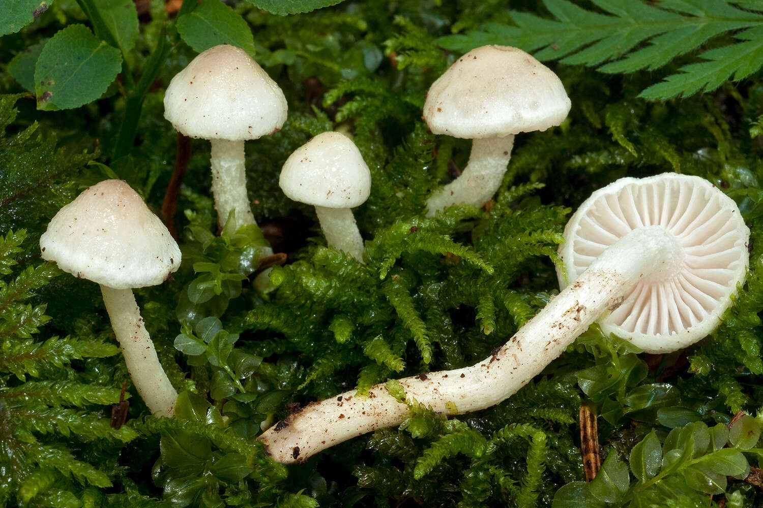 صورة Hygrophorus exiguus E. Larss., E. Campo & M. Carbone 2014