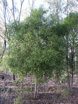 Image of Elaeodendron australe Vent.