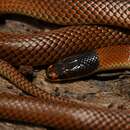 Image of Black-headed Snake