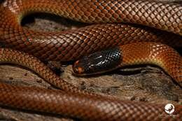 Image of Black-headed Snake