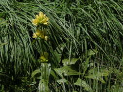 Image of Gentiana burseri subsp. burseri