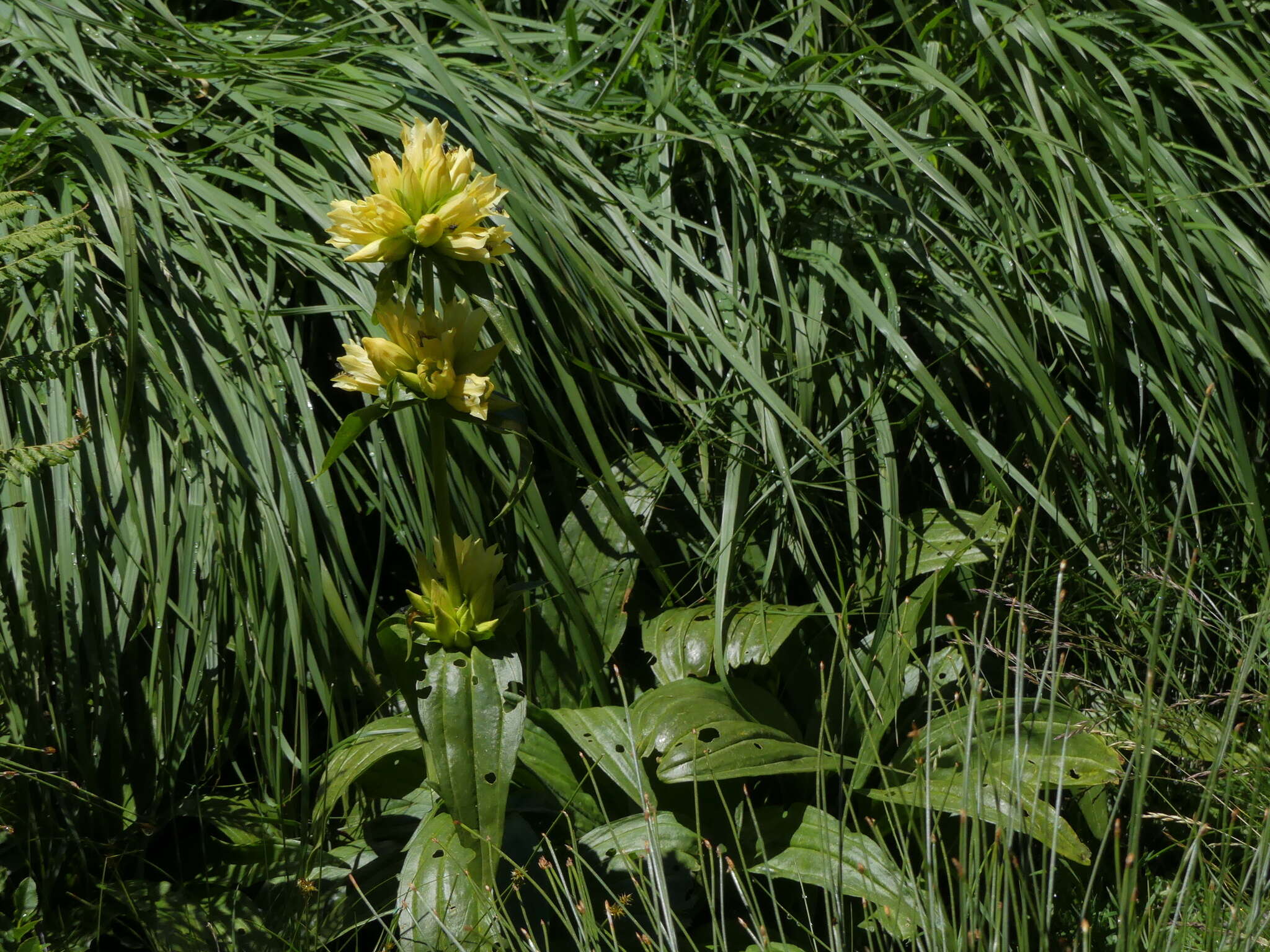 Image of Gentiana burseri subsp. burseri