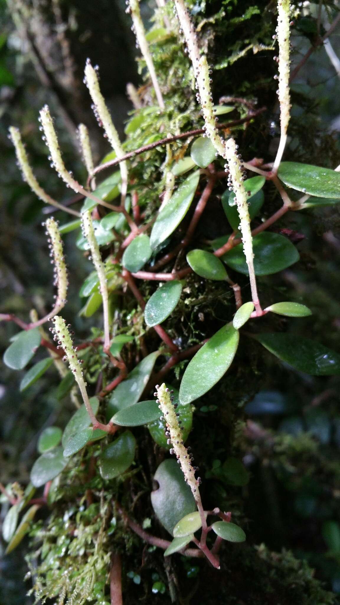 Image of Peperomia trichophylla Baker