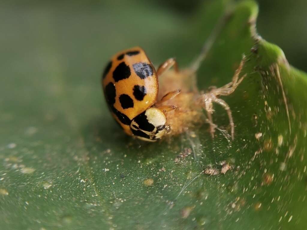 Image of Dinocampus coccinellae paralysis virus