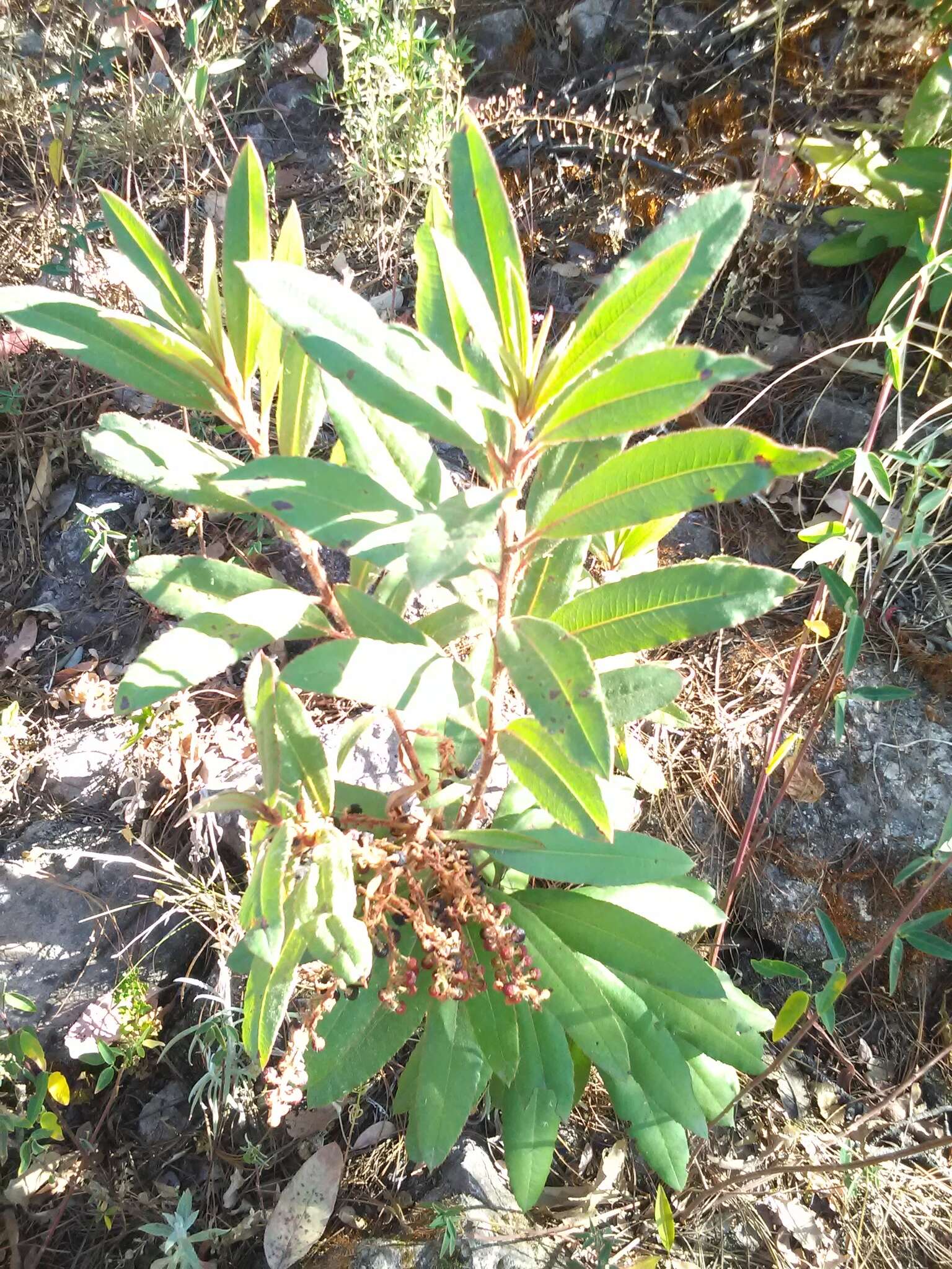 Image of Comarostaphylis longifolia (Benth.) Klotzsch