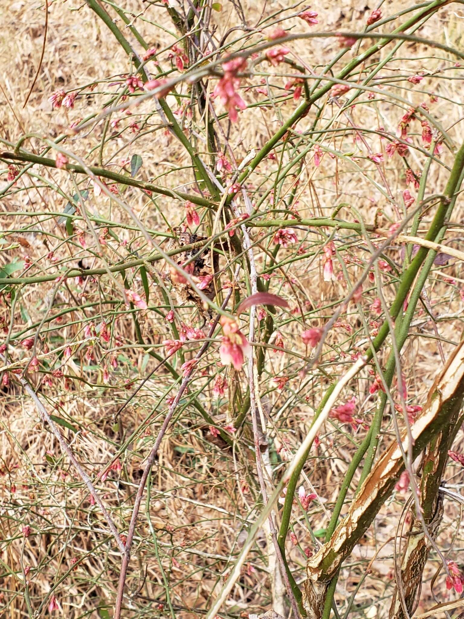 Image of Elliott's blueberry