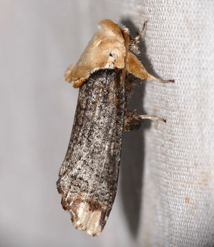 Image of <i>Magulacra niveogrisea</i>