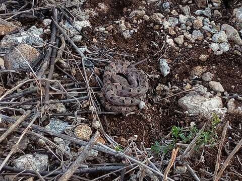 Image of Yucatán Hognose Viper