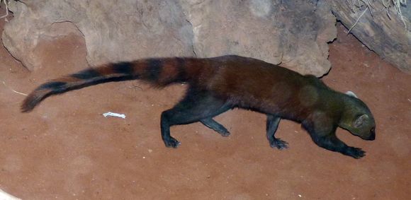Image of Malagasy Ring-tailed Mongoose