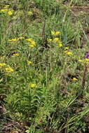 Image de Potentilla tanacetifolia