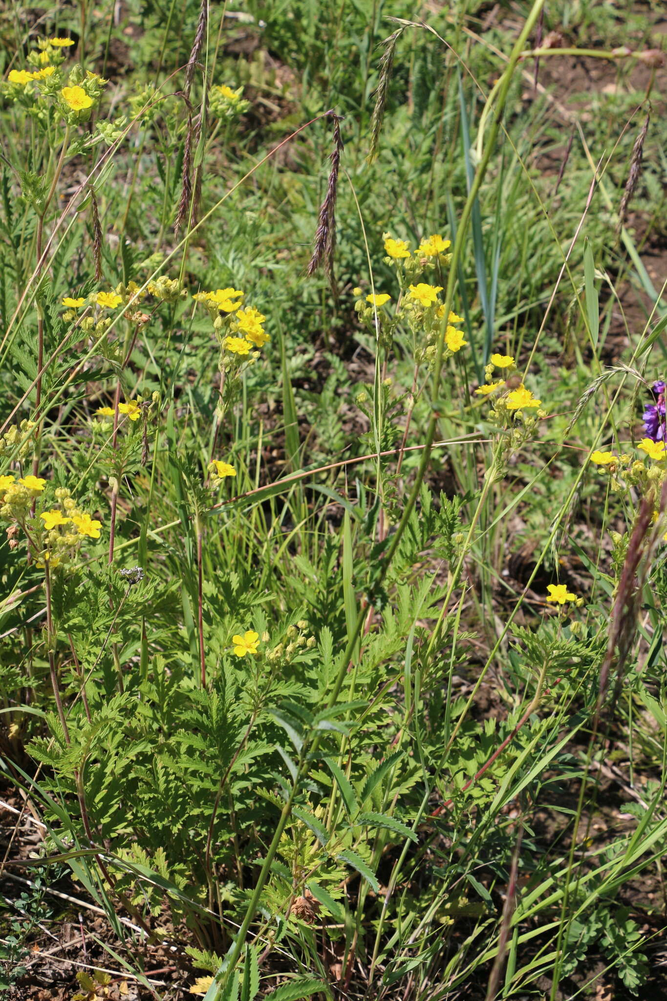 Image of Potentilla tanacetifolia