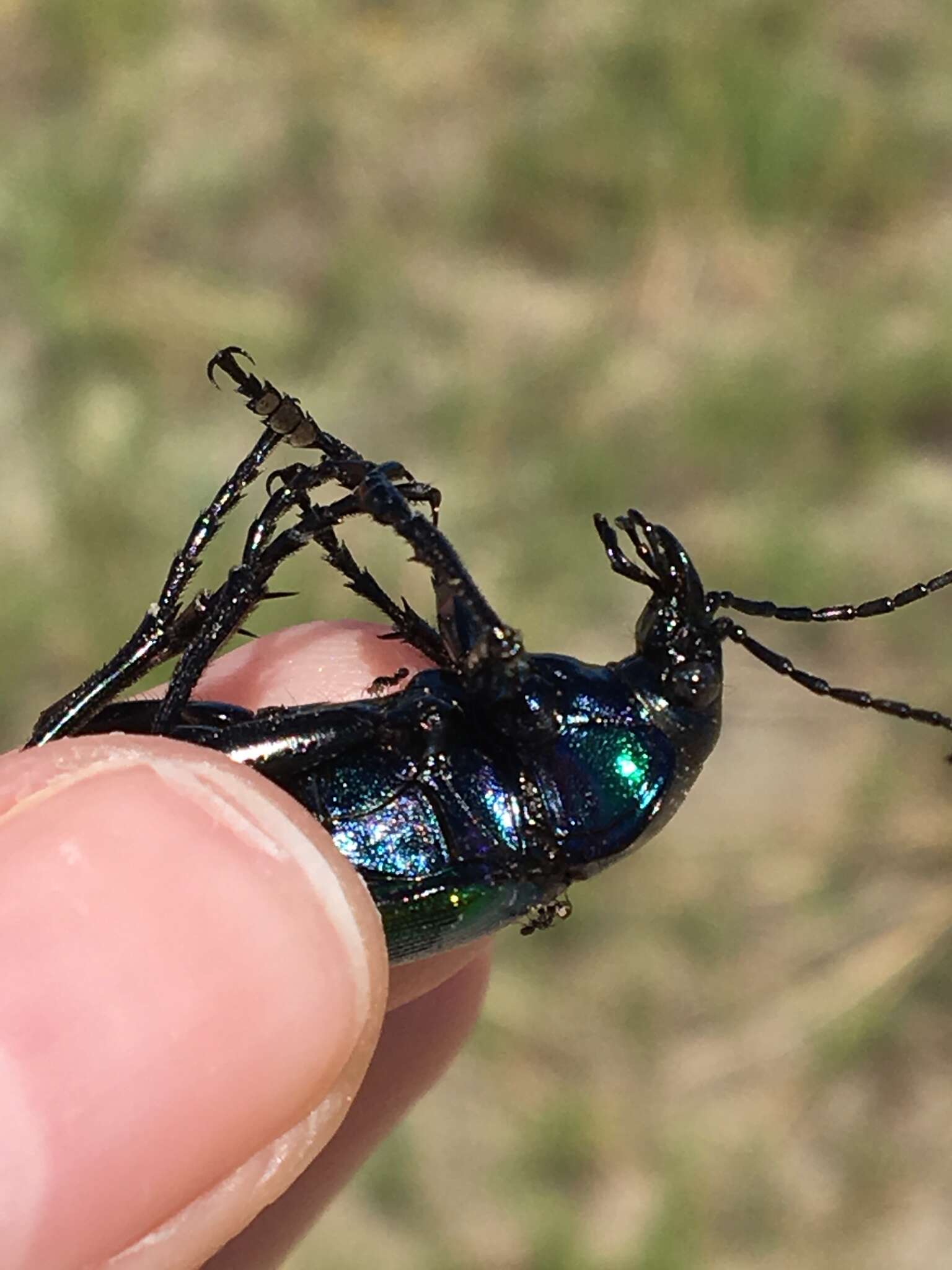 Imagem de Calosoma (Calosoma) sycophanta (Linnaeus 1758)