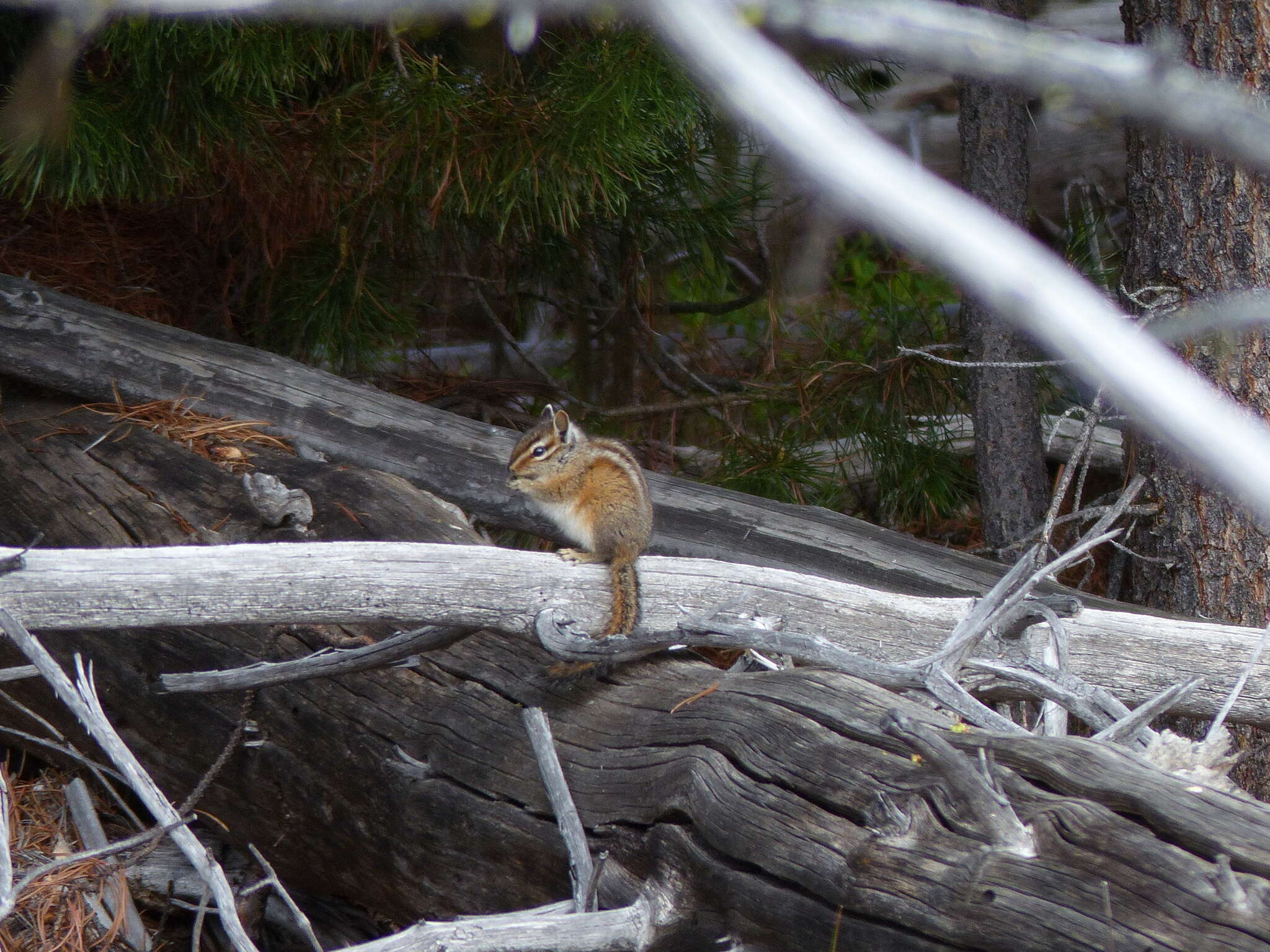 Image of Allen’s Chipmunk