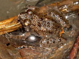 Image of Natal Dwarf Puddle Frog