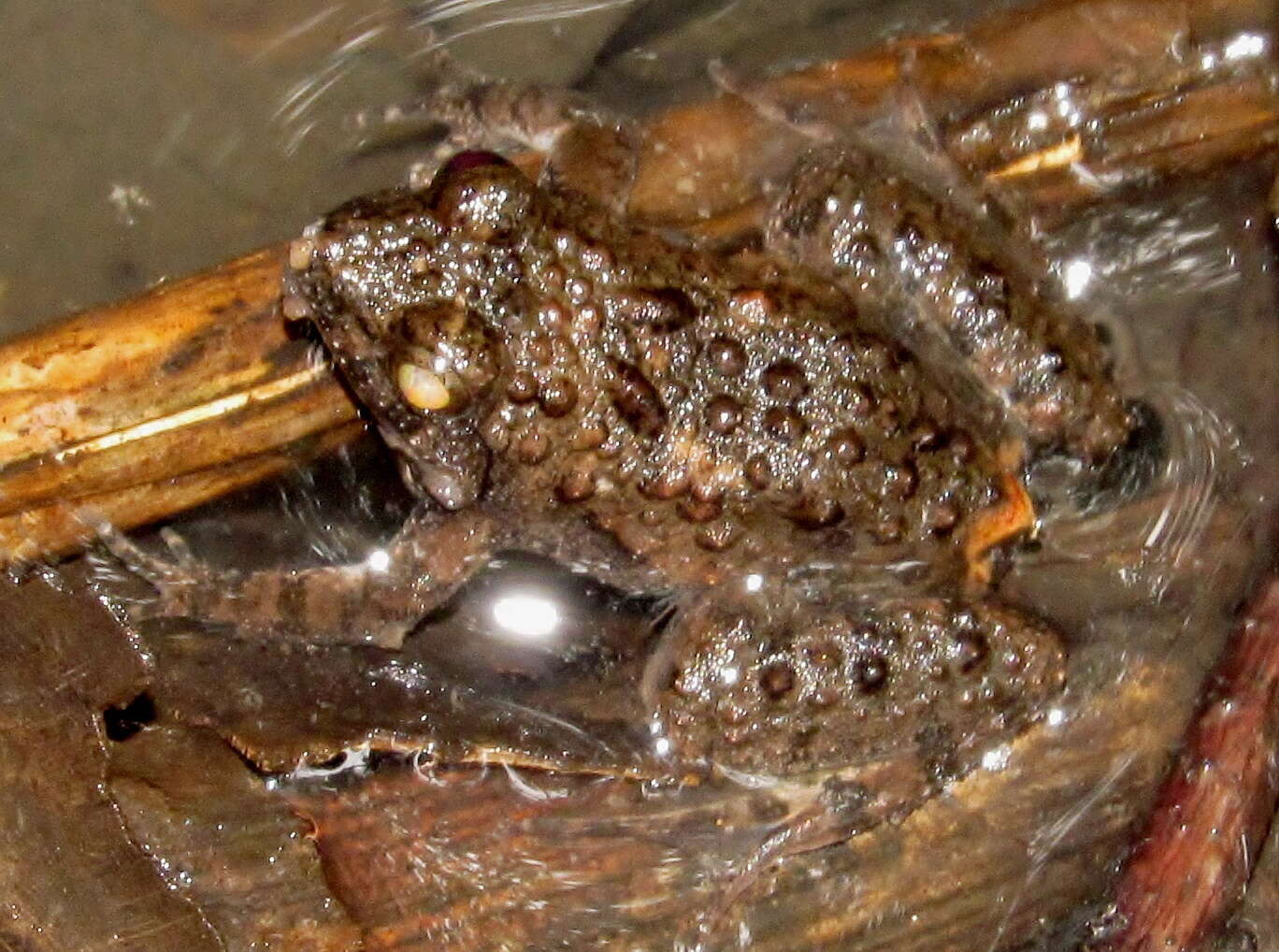 Image of Natal Dwarf Puddle Frog