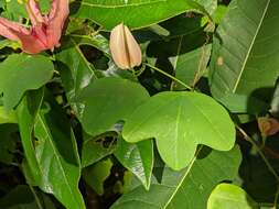 Image de Passiflora aurantia Forst. fil.