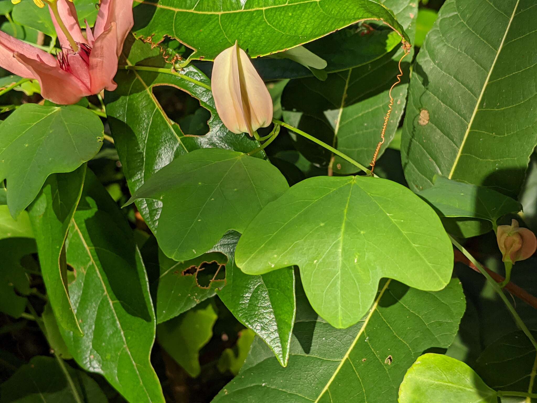 Image de Passiflora aurantia Forst. fil.