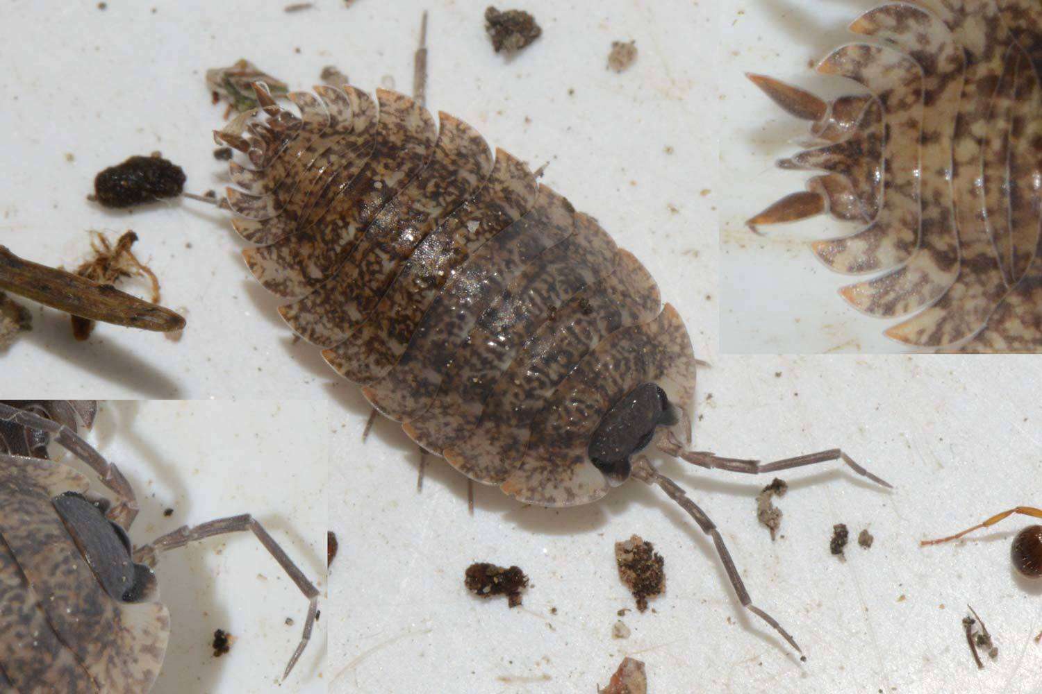 Image of Porcellio montanus Budde-Lund 1885