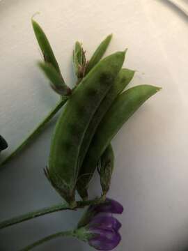 Image of <i>Astragalus <i>nuttallianus</i></i> var. nuttallianus