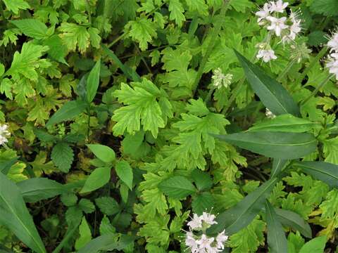 Image de Hydrophyllum brownei R. Kral & V. Bates