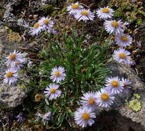 Image of rockslide yellow fleabane