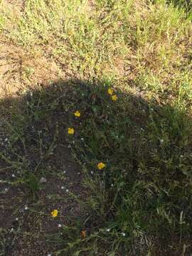 Image of sagebrush combseed