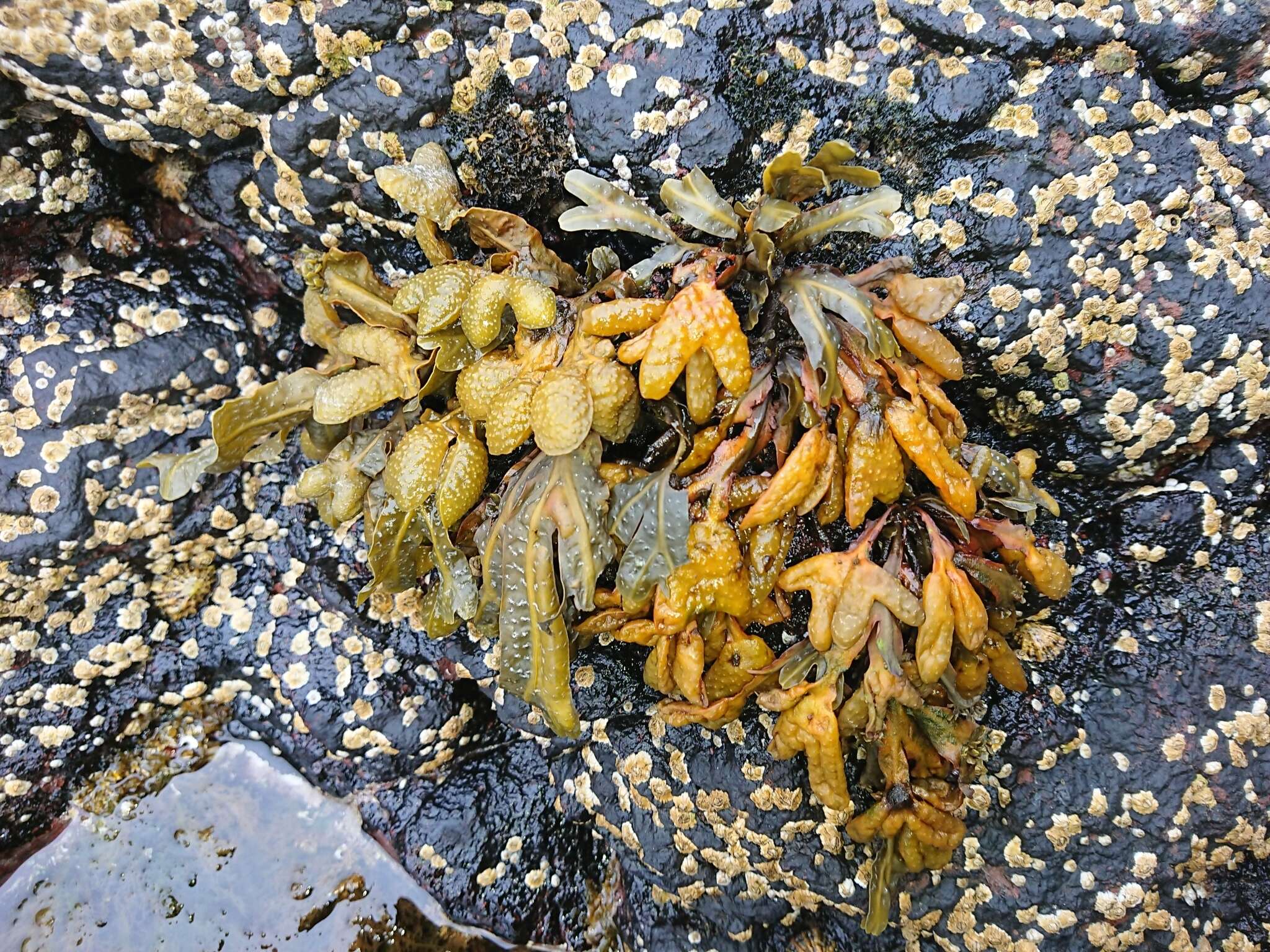 Image of Spiral or Spiralled Wrack