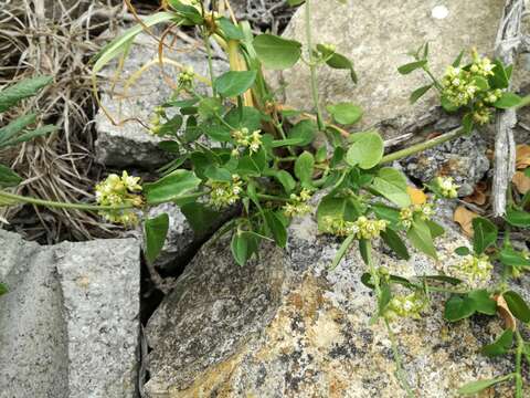 Sivun Cynanchum obtusifolium L. fil. kuva