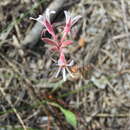Image of Pelargonium proliferum (Burm. fil.) Steud.