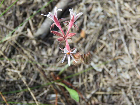 Pelargonium proliferum (Burm. fil.) Steud. resmi