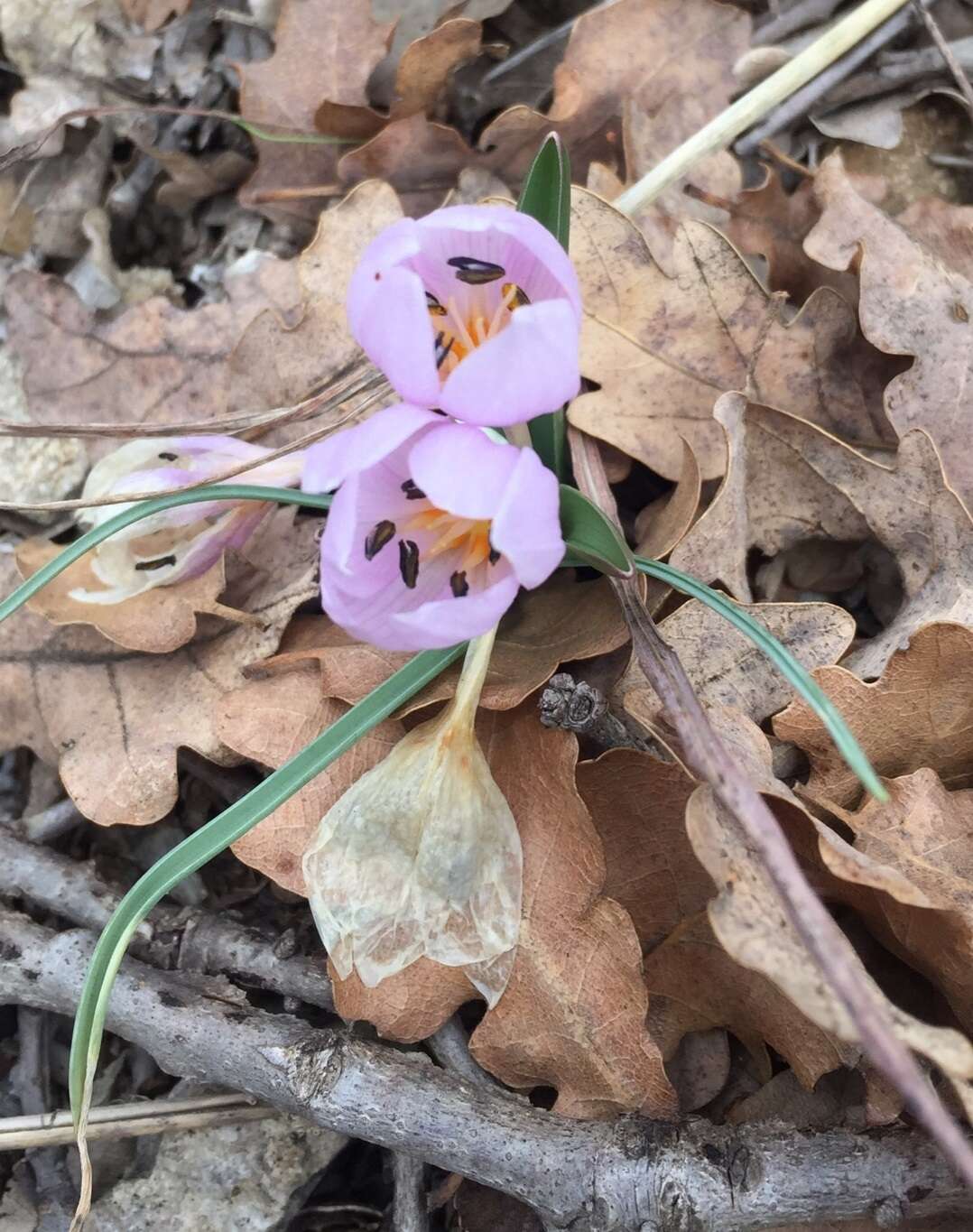 Image de Colchicum triphyllum Kunze