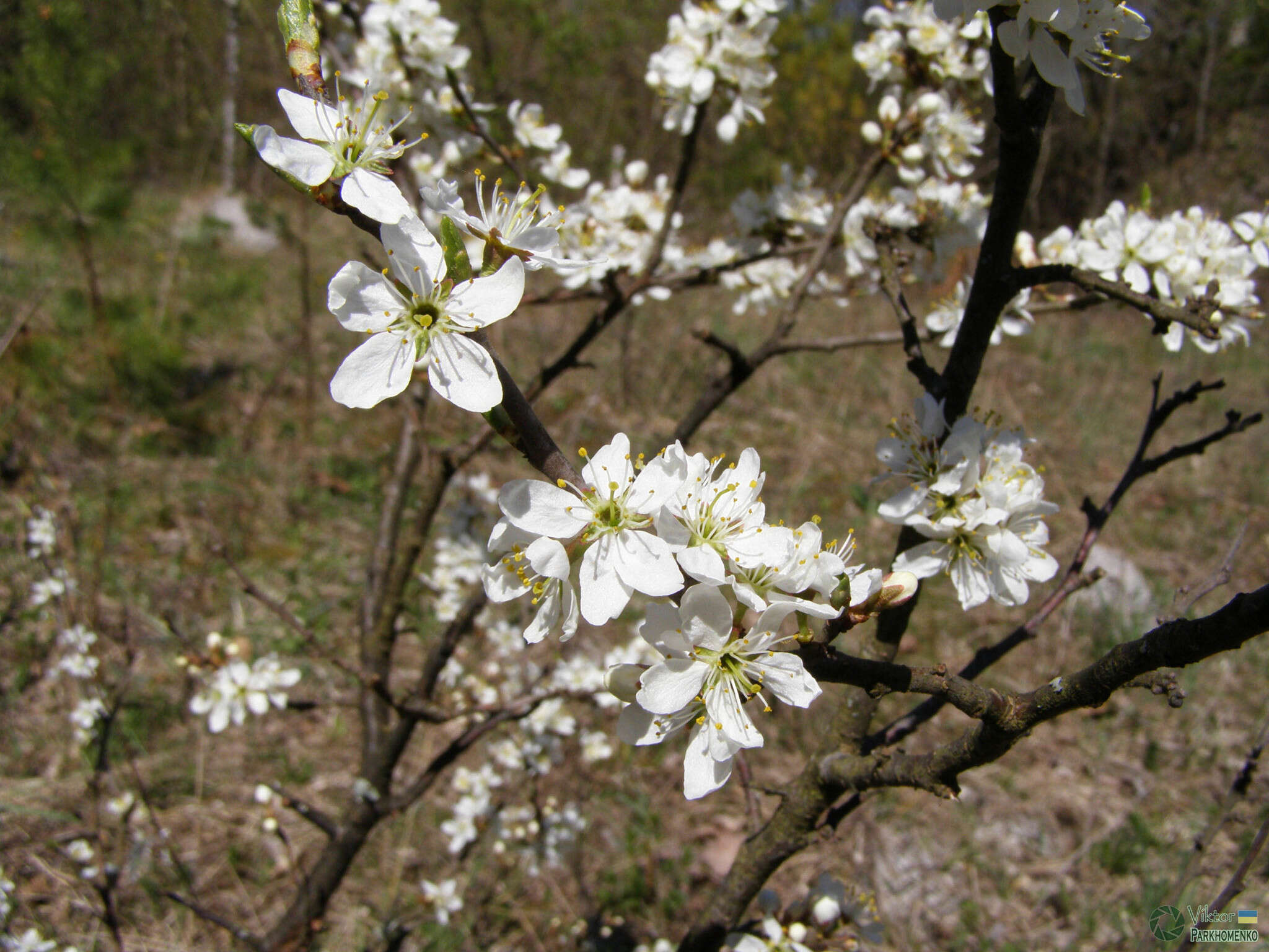 Image of Prunus spinosa subsp. dasyphylla (Schur) Domin