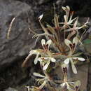Image of Pelargonium curviandrum E. M. Marais